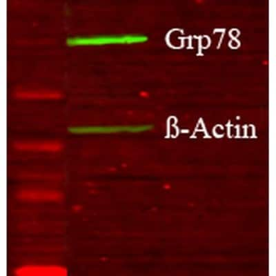 Western Blot: GRP78/HSPA5 Antibody [NBP1-54318]