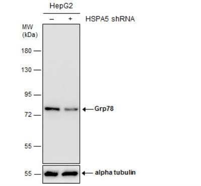 Western Blot: GRP78/HSPA5 Antibody [NBP2-16749]