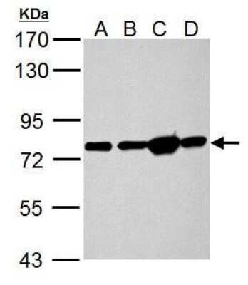 Western Blot: GRP78/HSPA5 Antibody [NBP2-42848]