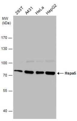 Western Blot: GRP78/HSPA5 Antibody [NBP2-42848]