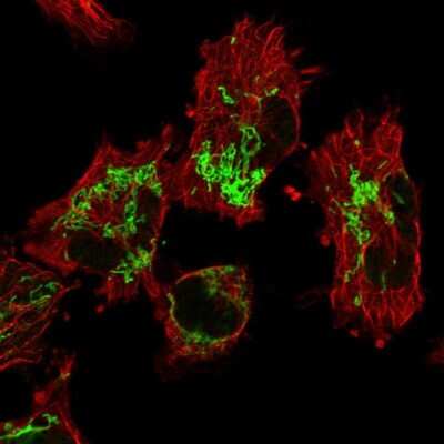Immunocytochemistry/ Immunofluorescence: GRPEL1 Antibody [NBP1-83557]