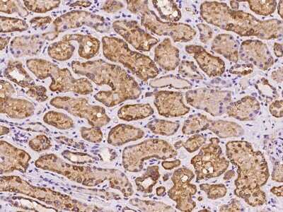 Immunohistochemistry-Paraffin: GRPEL1 Antibody [NBP2-97221]