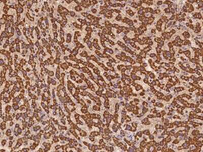 Immunohistochemistry-Paraffin: GRPEL1 Antibody [NBP2-97221]