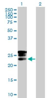 Western Blot: GRPEL1 Antibody [H00080273-B01P]