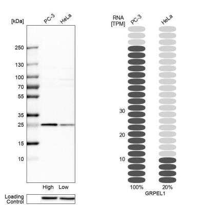 Western Blot: GRPEL1 Antibody [NBP1-83557]