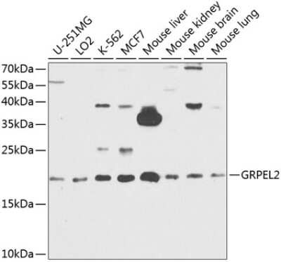 Western Blot: GRPEL2 AntibodyBSA Free [NBP3-04966]