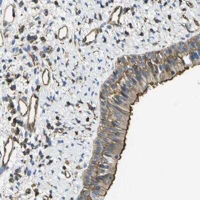 Immunohistochemistry-Paraffin: GRRP1 Antibody [NBP1-94054]