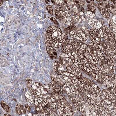Immunohistochemistry-Paraffin: GRSF1 Antibody [NBP2-38341]