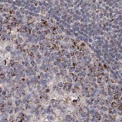 Immunohistochemistry-Paraffin: GRSF1 Antibody [NBP2-38341]