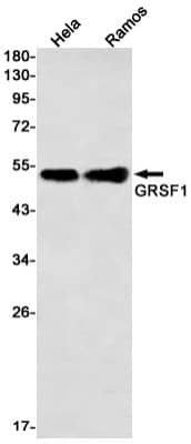 Western Blot: GRSF1 Antibody (S06-2B5) [NBP3-19870]