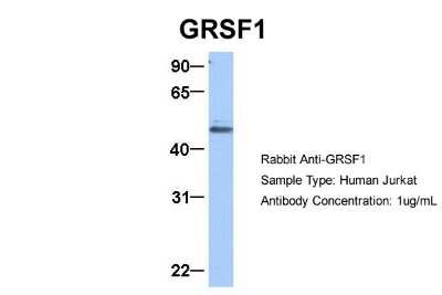 Western Blot: GRSF1 Antibody [NBP1-57316]