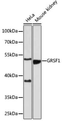 Western Blot: GRSF1 AntibodyAzide and BSA Free [NBP2-94114]