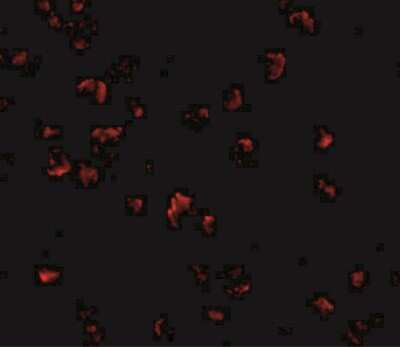 Immunocytochemistry/ Immunofluorescence: GRTP1 Antibody - BSA Free [NBP1-76900]