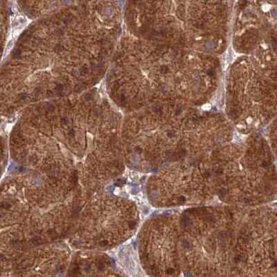 Immunohistochemistry: GRTP1 Antibody [NBP2-33458]