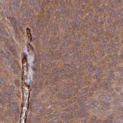 Immunohistochemistry: GRTP1 Antibody [NBP2-33458]