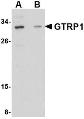 Western Blot: GRTP1 AntibodyBSA Free [NBP1-76376]