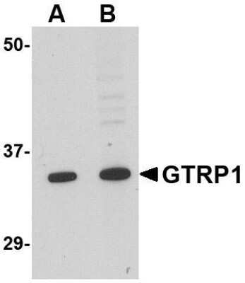 Western Blot: GRTP1 AntibodyBSA Free [NBP1-76900]