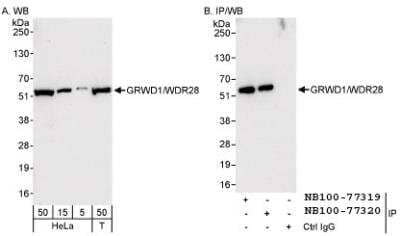 Western Blot: GRWD1 Antibody [NB100-77319]