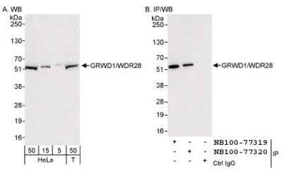 Western Blot: GRWD1 Antibody [NB100-77320]