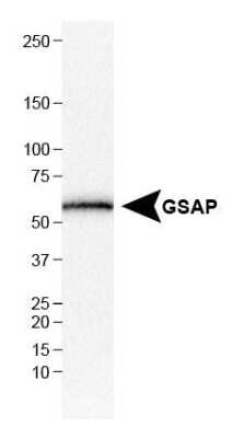 Western Blot: GSAP AntibodyBSA Free [NBP1-78376]