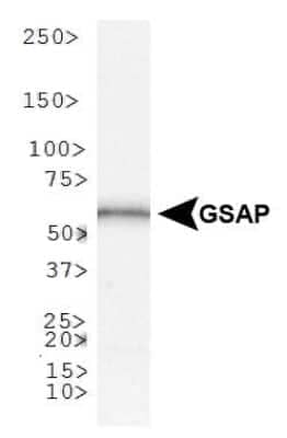 Western Blot: GSAP AntibodyBSA Free [NBP1-78400]