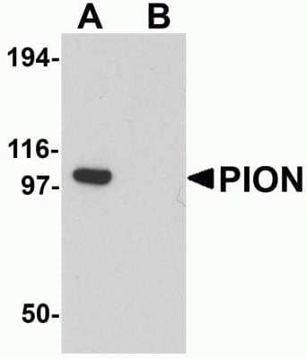 Western Blot: GSAP AntibodyBSA Free [NBP2-81894]