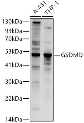 Western Blot: GSDMDC1 AntibodyAzide and BSA Free [NBP2-93428]