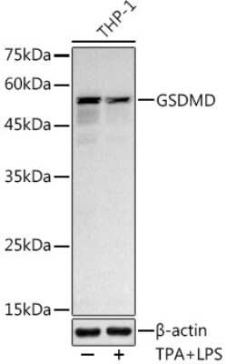 Western Blot: GSDMDC1 Antibody (5U7R7) [NBP3-16070]