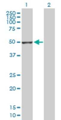 Western Blot: GSDMDC1 Antibody [H00079792-D01P]