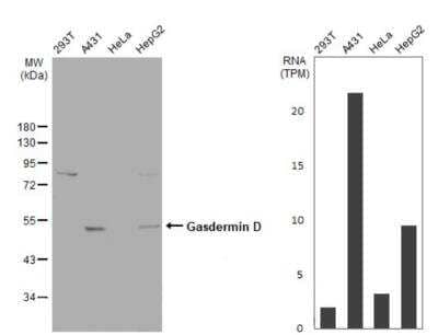 Western Blot: GSDMDC1 Antibody [NBP2-14973]