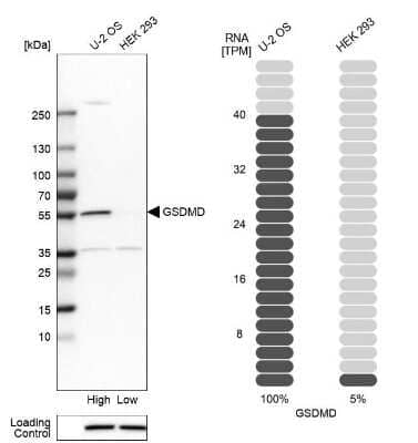 Western Blot Detection of GSDMDC1 in Multiple Cell Lines