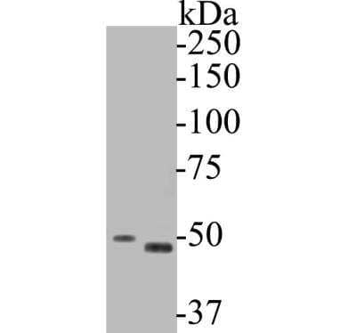 Western Blot: GSDMDC1 Antibody [NBP2-80427]