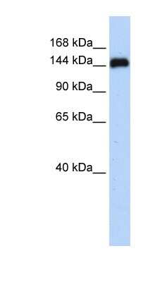 Western Blot: GSE1 Antibody [NBP1-79573]