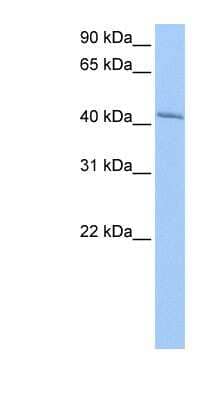 Western Blot: GSG1 Antibody [NBP1-56435]