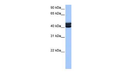 Western Blot: GSG1 Antibody [NBP2-84054]