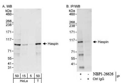 Western Blot: GSG2 Antibody [NBP1-26626]