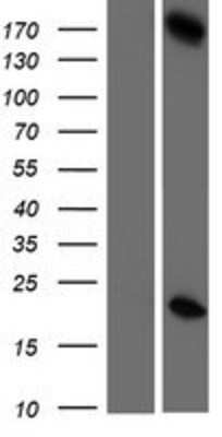 Western Blot: GSG2 Overexpression Lysate [NBP2-06093]