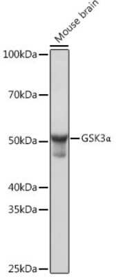 Western Blot: GSK-3 alpha Antibody (4I10Q9) [NBP3-15639]