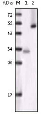 Western Blot: GSK-3 alpha Antibody (6G12C2)BSA Free [NB110-87049]