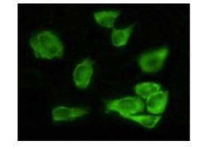 Immunocytochemistry/ Immunofluorescence: GSK-3 alpha Antibody (9D5G1) - BSA Free [NB110-87048]