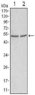 Western Blot: GSK-3 alpha Antibody (9D5G1)BSA Free [NB110-87048]