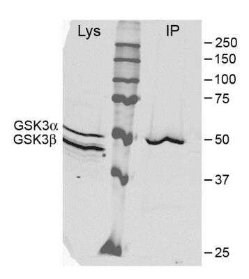 Immunoprecipitation: GSK-3 alpha Antibody [NB100-81943]