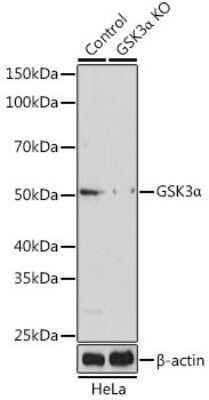 Knockout Validated: GSK-3 alpha Antibody - Azide and BSA Free [NBP3-15579]