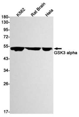 Western Blot: GSK-3 alpha Antibody (S07-3A2) [NBP3-15036]