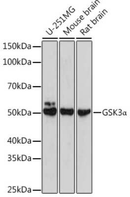 Western Blot: GSK-3 alpha AntibodyAzide and BSA Free [NBP3-15579]