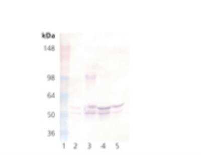 Western Blot: GSK-3 alpha/beta Antibody (1H8) [NB110-85523]