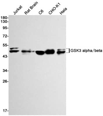 Western Blot: GSK-3 alpha/beta Antibody (S08-8G7) [NBP3-19938]