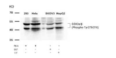 Western Blot: GSK-3 beta [p Tyr279, p Tyr216] Antibody [NB100-81946]