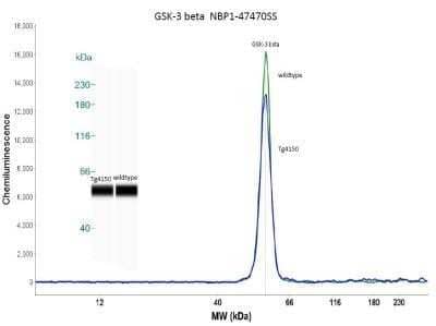 Simple Western: GSK-3 beta Antibody (3D10)Azide and BSA Free [NBP2-80757]