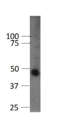 Western Blot: GSK-3 beta Antibody (3D10)Azide and BSA Free [NBP2-80757]